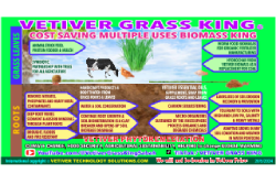 VETIVER GRASS KING SABAH© Bio Engineering International