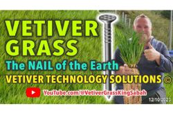 Vetiver Bamboo Grass Supply