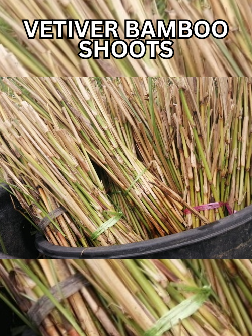 VETIVER BAMBOO SHOOTS